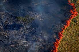 Devasta O Amaz Nia Brasileira Perdeu Em Floresta Um Pa S Superior A