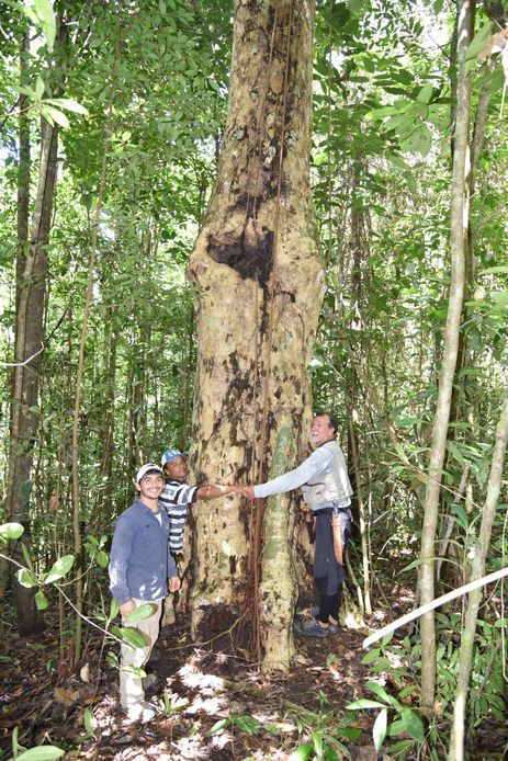 Nova espécie de árvore gigante da Mata Atlântica