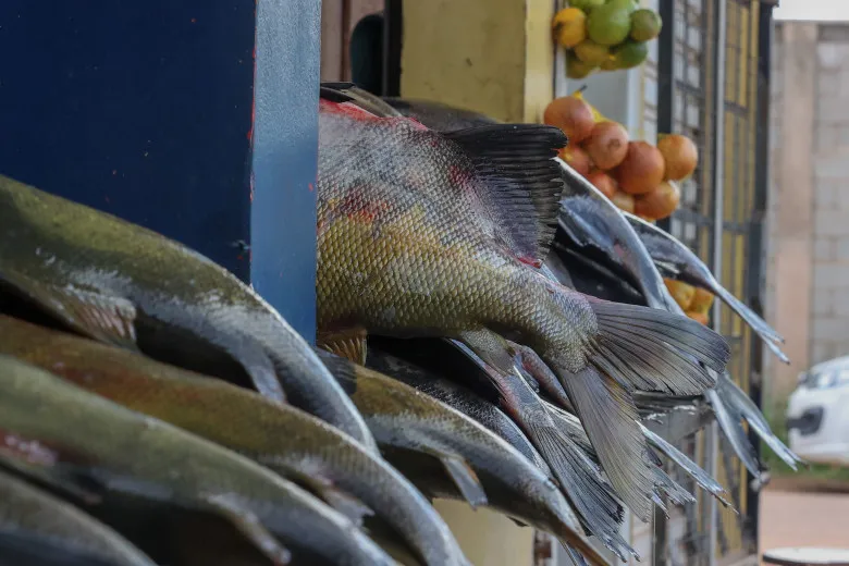 Moradores de Porto Velho têm opções para adquirir peixe fresco para a Sexta-feira Santa