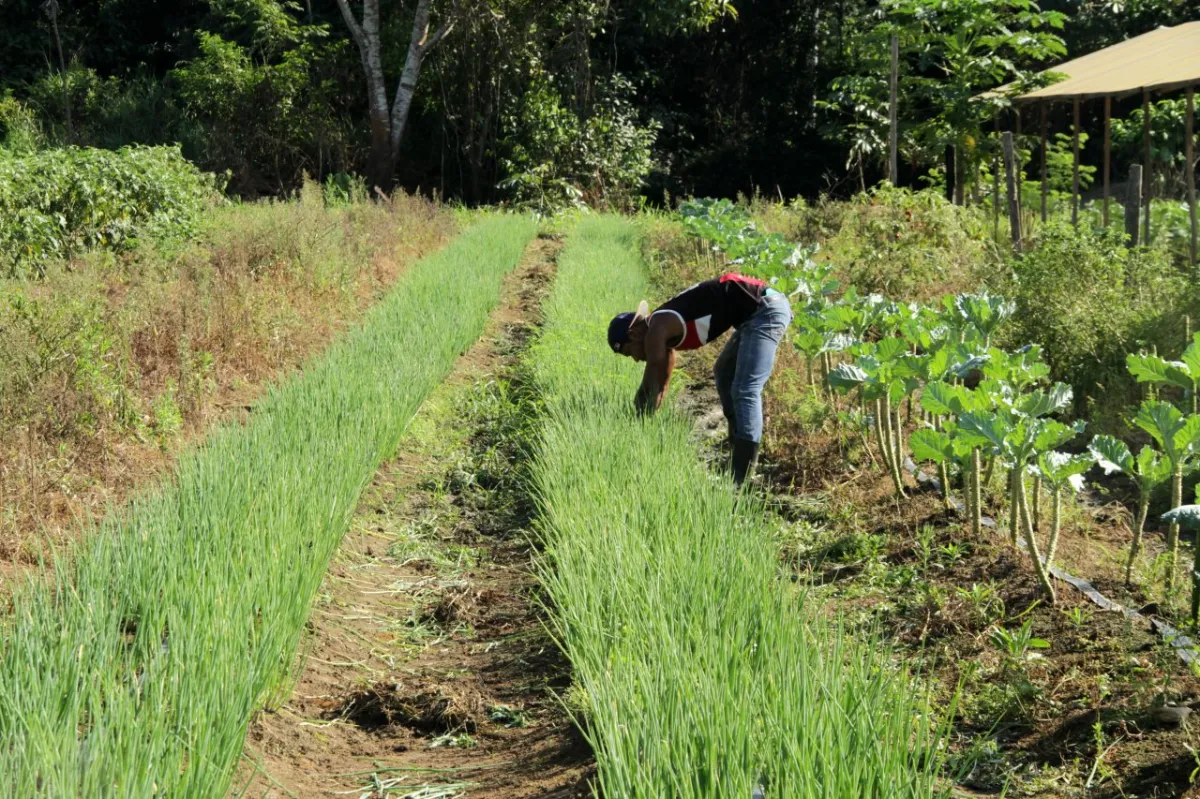 Programa Mais Produção/Calcário fortalece Agricultura Familiar em Rondônia