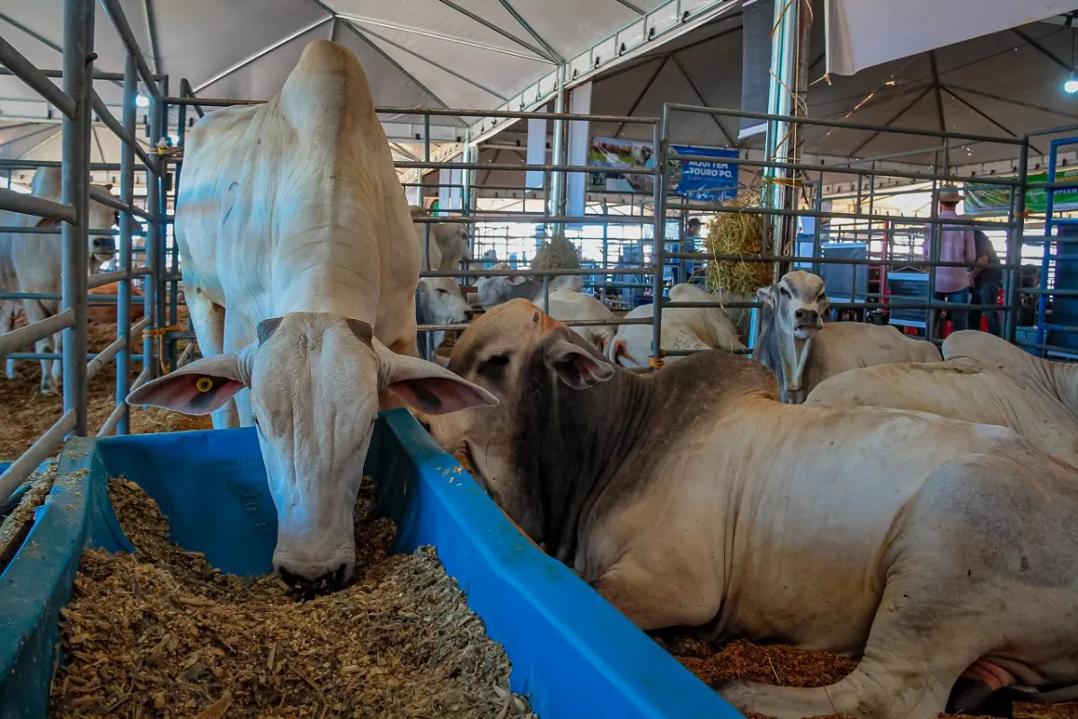 Fórum para Manutenção da Zona Livre de Febre Aftosa debate rastreabilidade bovina