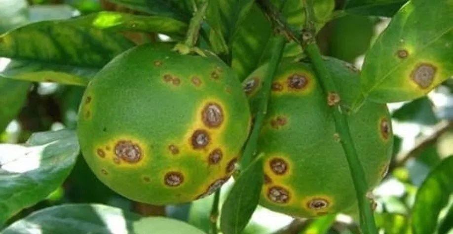 Incidência de greening em lavouras de cítricos cresce 56% e pesquisadores seguem em busca de conter a doença