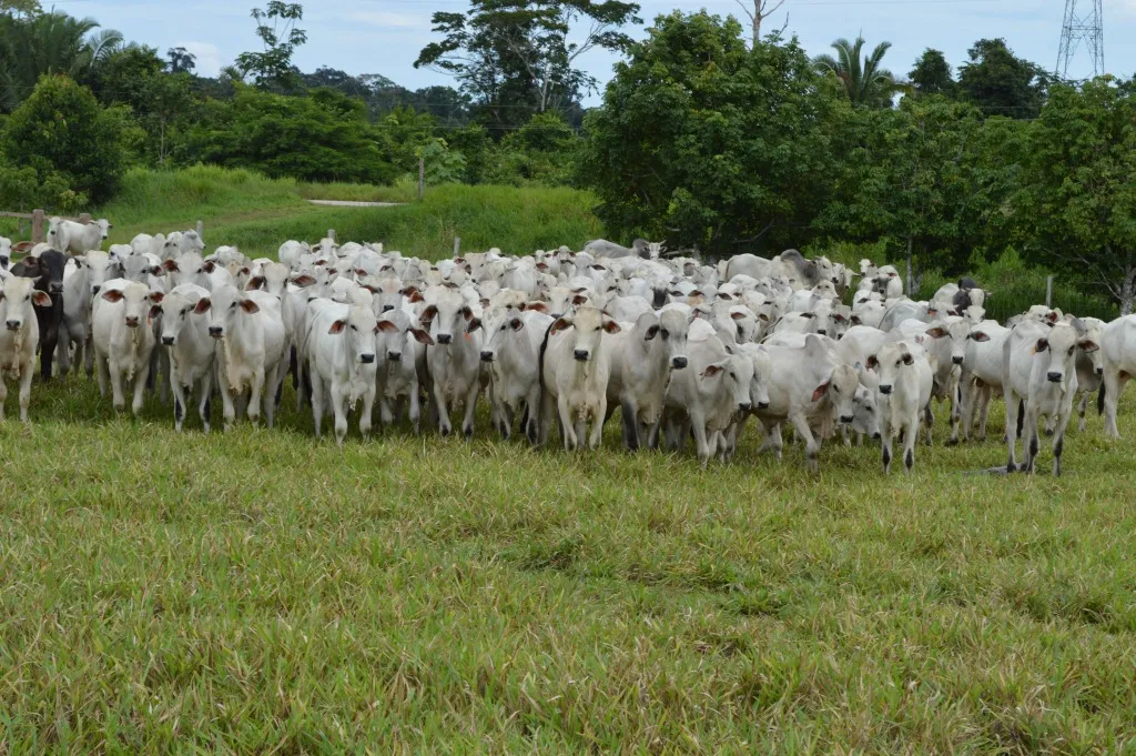 AGROPECUÁRIA – Pecuaristas devem estar atentos ao prazo para a declaração do rebanho que encerra nesta semana