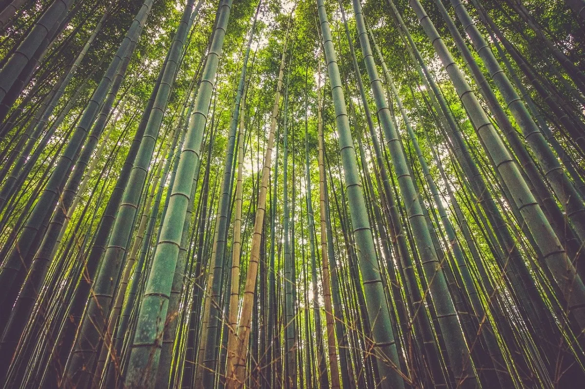 ALTERNATIVA SUSTENTÁVEL – Bambu tem potencial inexplorado para agricultura familiar e indústria no Brasil