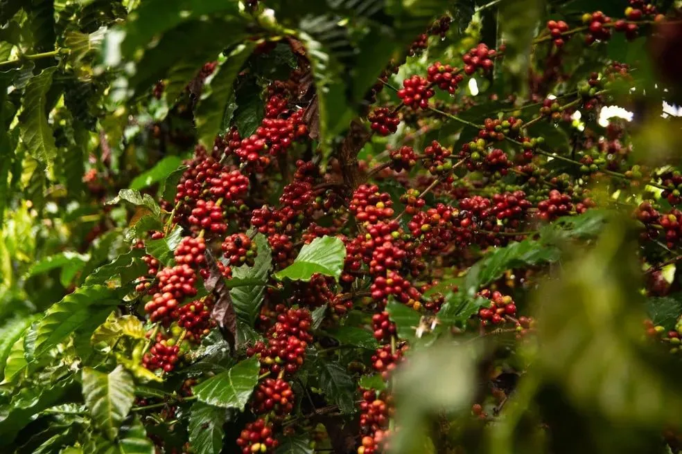 Café Robusta Amazônico é apresentado no Reino Unido como alternativa de novos negócios