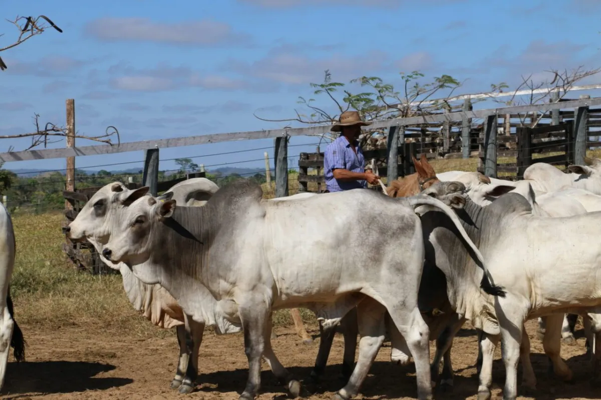 Manejo sustentável e medidas preventivas impulsionam as exportações da carne de Rondônia