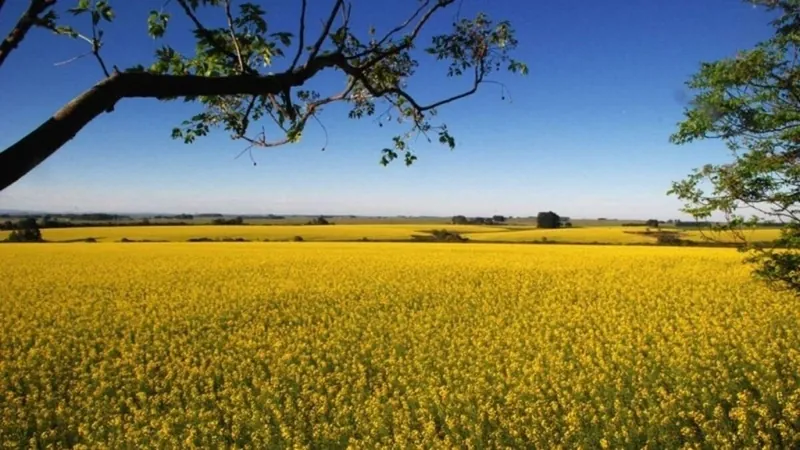 Clima no Brasil: após El Niño, agronegócio terá mais impactos com La Niña