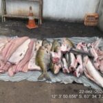 pescado-300×225