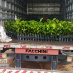 TRANSPORTE MUDAS DE CAFÉ CLONAL (7)
