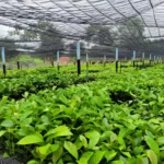 TRANSPORTE MUDAS DE CAFÉ CLONAL (6)