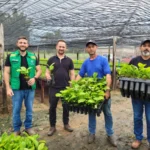 TRANSPORTE MUDAS DE CAFÉ CLONAL (3)