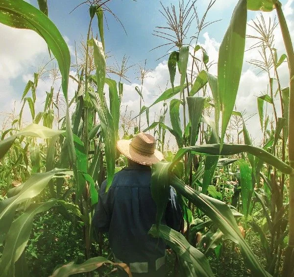 DIA NA HISTÓRIA — Dia do Agricultor