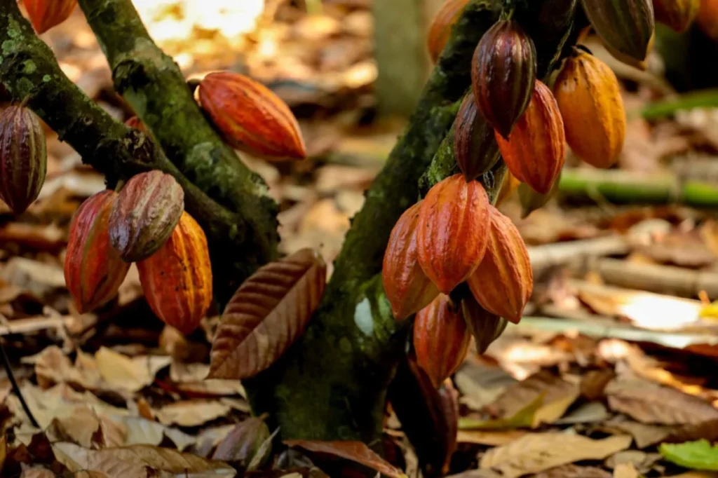 Iniciativa científica fortalece agricultura familiar e fomenta cadeia do cacau em Rondônia