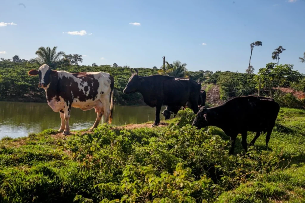 Nova dieta aumenta produtividade de vacas leiteiras em Rondônia