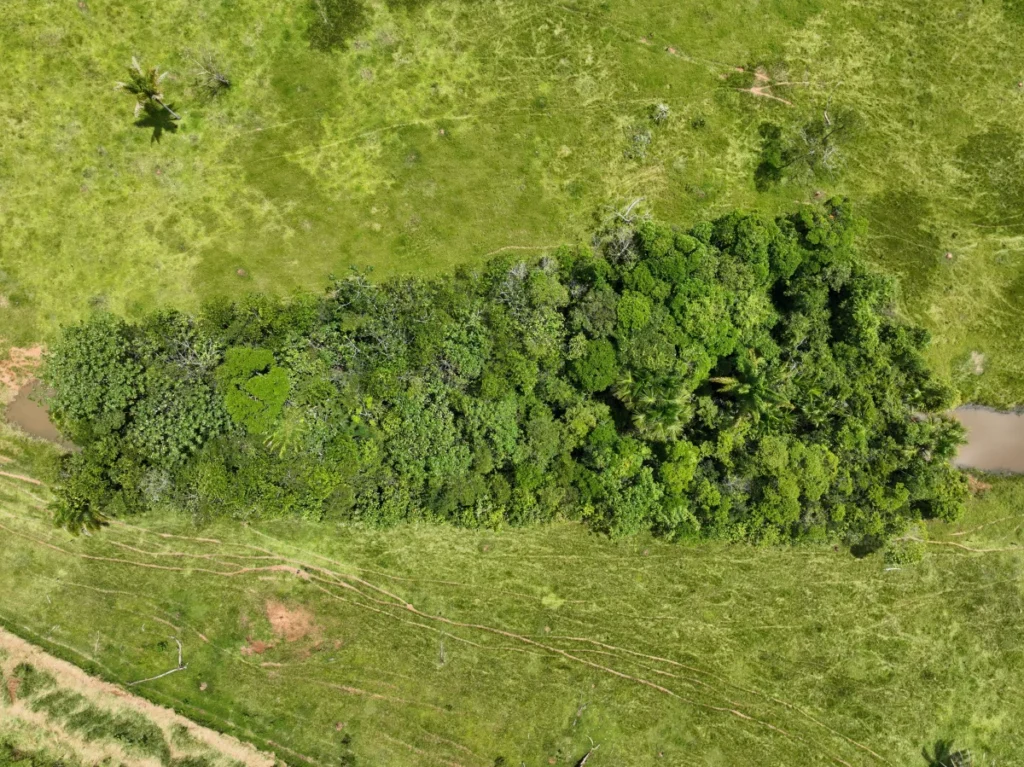 Monitoramento de carbono em plantios florestais fortalece Projeto Terra e Mata em Rondônia