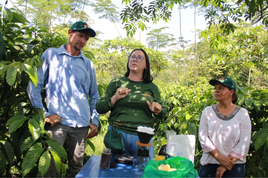Cafeicultura amazônica de Apuí é destaque entre as melhores do país e as mulheres protagonizam 