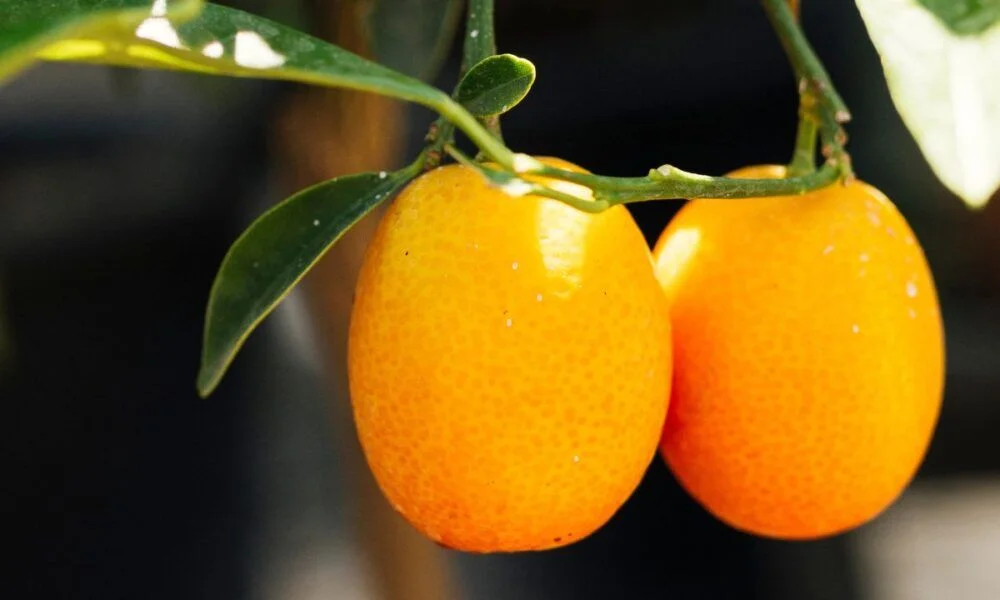 Ano de alerta: 2026 preocupa produtores de laranja no Brasil