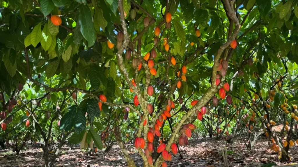 Setor do cacau debate planejamento e certificação no dia 19