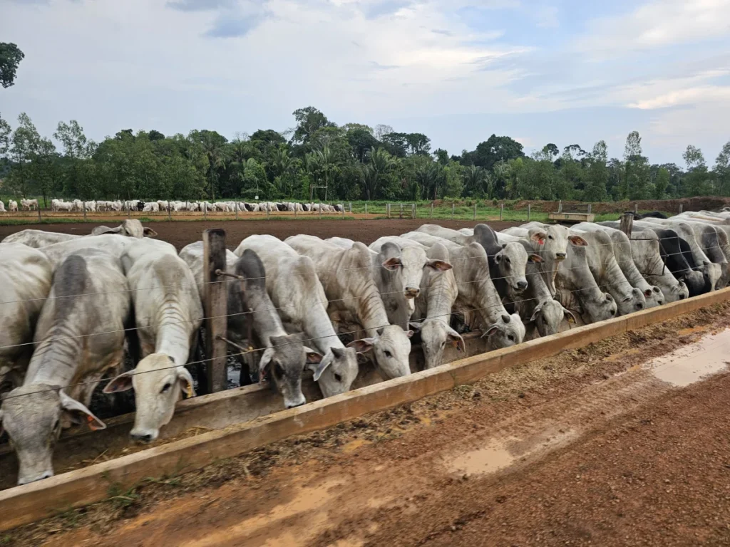 Decreto reduz ICMS sobre venda interestadual de gado em Rondônia