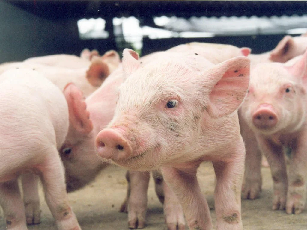 Produção de suínos em Rondônia ganha força com perspectiva de exportação
