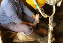 Brasil proíbe foie gras após classificar técnica como maus-tratos