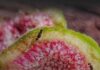 Figo não é fruta e nem planta carnívora: entenda como ele consegue digerir vespas