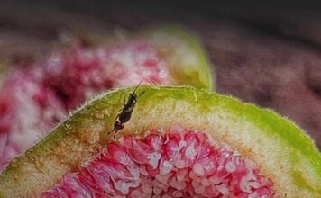 Figo não é fruta e nem planta carnívora: entenda como ele consegue digerir vespas