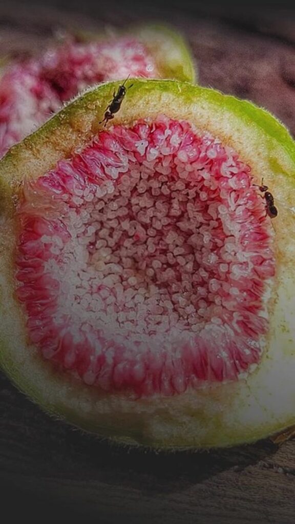 Figo não é fruta e nem planta carnívora: entenda como ele consegue digerir vespas