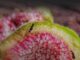 Figo não é fruta e nem planta carnívora: entenda como ele consegue digerir vespas
