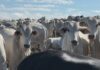 Brasil cria protocolo para voltar a exportar carne bovina à União Europeia; veja como vai funcionar