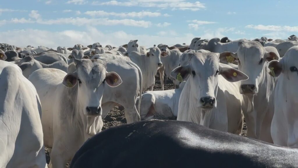 Brasil cria protocolo para voltar a exportar carne bovina à União Europeia; veja como vai funcionar