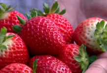 Como cultivar morango?