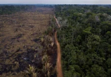 Tangido pelo MPF, estado tem 4 meses para começar a proteger APA do Rio Pardo, antigo território da Flona do Bom Futuro