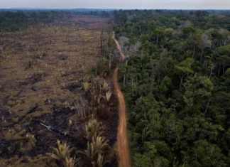 Tangido pelo MPF, estado tem 4 meses para começar a proteger APA do Rio Pardo, antigo território da Flona do Bom Futuro