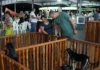 Feira ‘Empreende Pet’ tem 1º dia de sucesso e continua neste sábado, no Espaço Alternativo