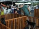 Feira ‘Empreende Pet’ tem 1º dia de sucesso e continua neste sábado, no Espaço Alternativo