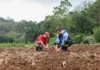 Número de jovens no campo diminui no interior de SP e acende alerta para sucessão no agro