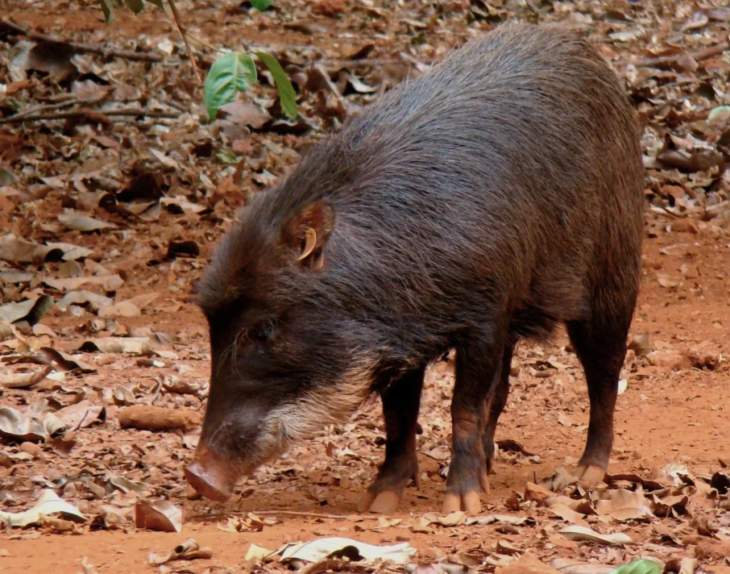 Bicho de carne boa desafia criador pela reprodução rápida – Montezuma Cruz