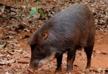 Bicho de carne boa desafia criador pela reprodução rápida – Montezuma Cruz