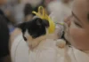 Feira de adoção de cães e gatos acontece neste fim de semana em Porto Velho