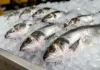 União Europeia avalia reabrir seu mercado para pescados brasileiros