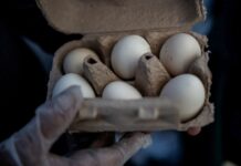 EUA fazem recall de quase 1,6 milhão de ovos por risco de salmonela