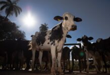 Como começar na produção de leite? Cartilha gratuita reúne orientações para produtores