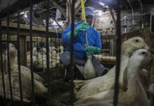 Como é feito o foie gras, alimento que foi proibido por Lula e reacendeu a tensão comercial com a França