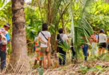 A restauração ecológica só será possível incluindo as comunidades locais