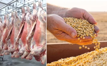 Carne e soja continuam liderando exportações de Rondônia, com superávit de U$ 500 bi em junho