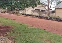 Invasão dos porcos – Manada de porcos do mato invade ruas de pequeno distrito no Sul de Rondônia (vídeos)