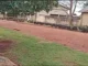 Invasão dos porcos – Manada de porcos do mato invade ruas de pequeno distrito no Sul de Rondônia (vídeos)