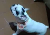 Férias escolares exigem atenção redobrada para proteger a saúde e o bem-estar dos pets
