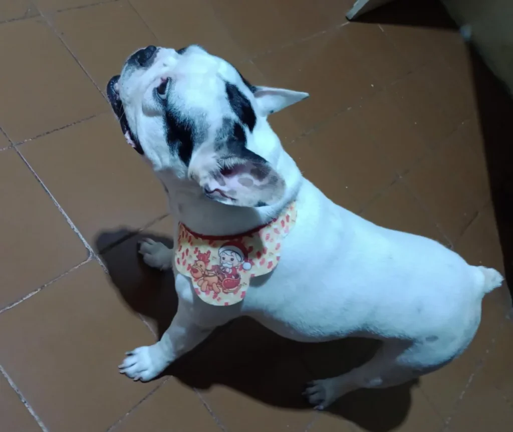 Férias escolares exigem atenção redobrada para proteger a saúde e o bem-estar dos pets